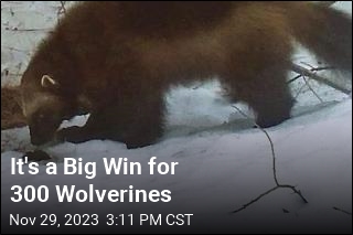 After a Decades-Long Debate, US to Protect Wolverines