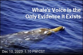 Whale&#39;s Voice Is the Only Evidence It Exists