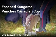 Escaped Kangaroo Punches Canadian Cop