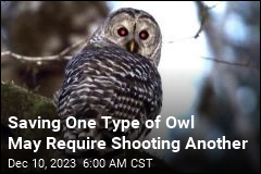 Saving One Type of Owl May Require Shooting Another