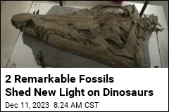 For Dinosaur Researchers, Two Remarkable Finds