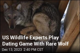 US Wildlife Experts Play Dating Game With Rare Wolf