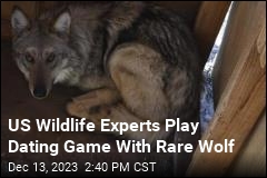 US Wildlife Experts Play Dating Game With Rare Wolf