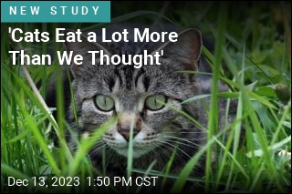 &#39;Cats Eat a Lot More Than We Thought&#39;