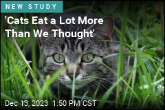 &#39;Cats Eat a Lot More Than We Thought&#39;