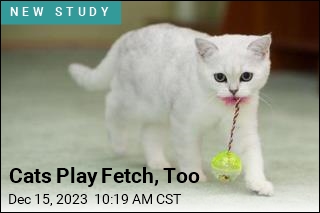 It&#39;s Not Just Dogs Who Play Fetch