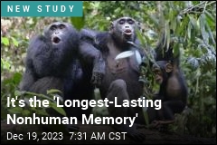 Chimps, Bonobos Recognize Friends After 25 Years Apart