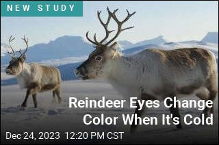 Reindeer Eyes Change Color When It&#39;s Cold