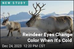 Reindeer Eyes Change Color When It&#39;s Cold