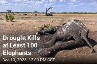 Drought Kills at Least 100 Elephants