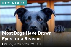 Most Dogs Have Brown Eyes for a Reason