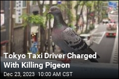 Tokyo Taxi Driver Charged With Killing Pigeon