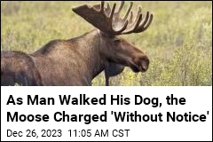 Man&#39;s Best Friend in Moose Attack: His Dog