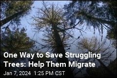 One Way to Save Struggling Trees: Help Them Migrate