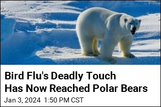 Bird Flu&#39;s Deadly Touch Has Now Reached Polar Bears