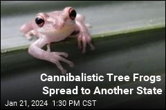 Cannibalistic Tree Frogs Spread to Another State