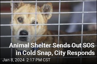 Animal Shelter Sends Out SOS in Cold Snap, City Responds