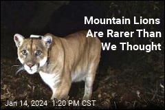 Mountain Lions Are Rarer Than We Thought
