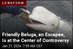 Friendly Beluga, an Escapee, Is at the Center of Controversy