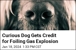 Dog Credited With Prevented a Gas Leak Explosion