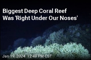 Biggest Deep Coral Reef Was &#39;Right Under Our Noses&#39;
