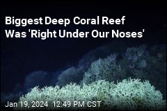 Biggest Deep Coral Reef Was &#39;Right Under Our Noses&#39;