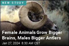 Male Animals Grow Bigger Antlers, Females Bigger Brains
