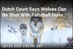 Dutch Court Says Wolves Can Be Shot With Paintball Guns