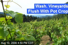 Wash. Vineyards Flush With Pot Crop