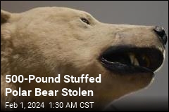 500-Pound Stuffed Polar Bear Stolen