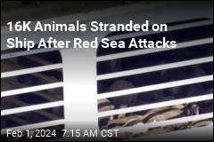 16K Animals Stranded on Ship After Red Sea Attacks