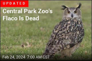 A Year Later, It&#39;s Still a Mystery Who Freed Central Park Zoo Owl