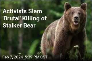 Activists Slam Culling of &#39;Excessively Confident&#39; Bear