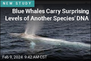 Blue Whales Carry Surprising Levels of Another Species&#39; DNA
