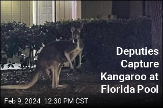 Kangaroo Captured by Deputies at Florida Pool