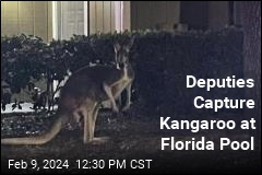 Kangaroo Captured by Deputies at Florida Pool