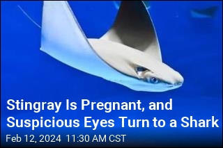 Stingray&#39;s Pregnancy Surprises Aquarium Without Males