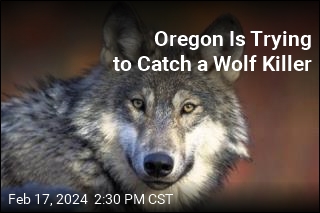 Oregon Is Trying to Catch a Wolf Killer