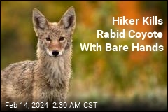 Rhode Island Hiker Kills Rabid Coyote