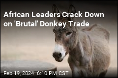 African Leaders Crack Down on &#39;Brutal&#39; Donkey Trade