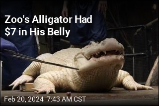 Zoo&#39;s Alligator Had 70 Coins in His Stomach