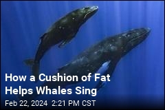 How a Pile of Fat Helps Whales Sing