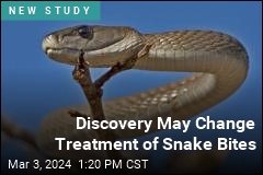 Discovery May Change Treatment of Snake Bites