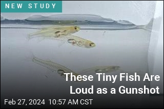 These Tiny Fish Are Louder Than Elephants