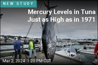 Mercury Levels in Tuna Just as High as in 1971