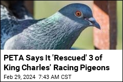 PETA Says It &#39;Rescued&#39; 3 of King Charles&#39; Racing Pigeons