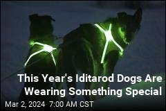 Sled Dogs Are Literally Glowing in This Year's Iditarod