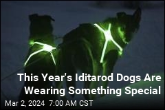 Sled Dogs Are Literally Glowing in This Year&#39;s Iditarod