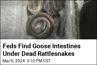 Feds Find Goose Intestines Under Dead Rattlesnakes