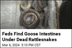 Feds Find Goose Intestines Under Dead Rattlesnakes